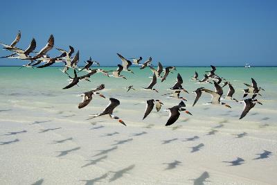 Isla Pájaros Holbox
