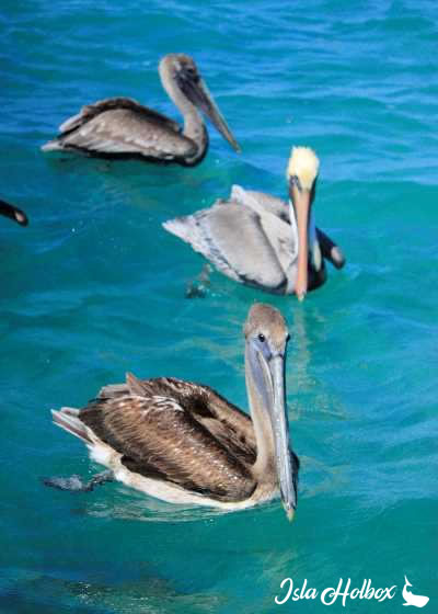Pelicans Holbox, Fauna of Holbox Island