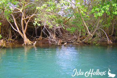 Cenote Yalahau, Atractivos en Holbox