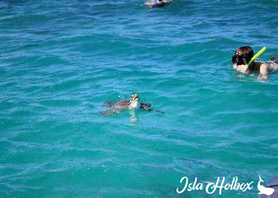 Sea Turtle in Holbox, Fauna of Holbox Island