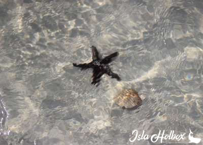 Estrella de Mar, Fauna de Isla Holbox