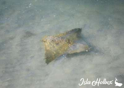 Mantaraya en Holbox, Fauna de Isla Holbox