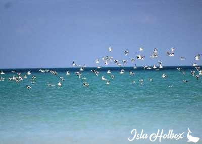 Aves Marinas en Holbox, Fauna de Isla Holbox