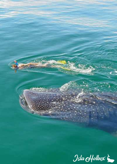 Whale Shark in Holbox, Fauna of Holbox Island