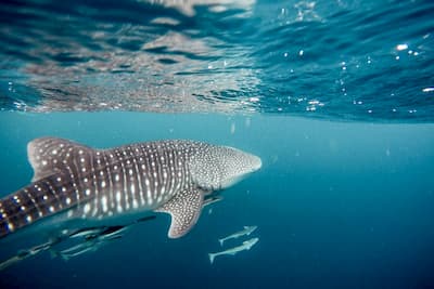 Swim with Whale Shark,  Tours and Activities in Holbox Island