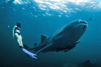Swim with Whale Shark Tour 