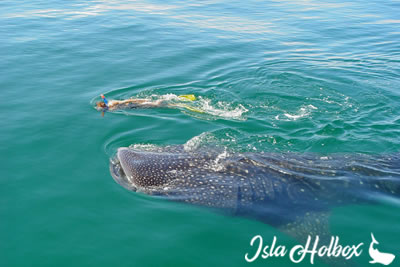 Holbox Swim with Whale Shark