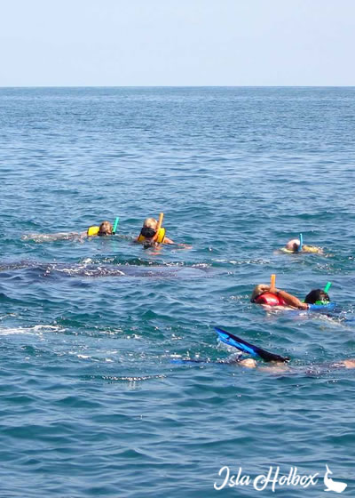 Holbox Swim with Whale Shark